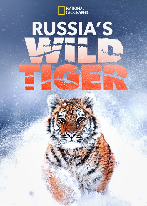 دانلود مستند ببر وحشی روسیه با زیرنویس فارسی Russia’s Wild Tiger 2022
