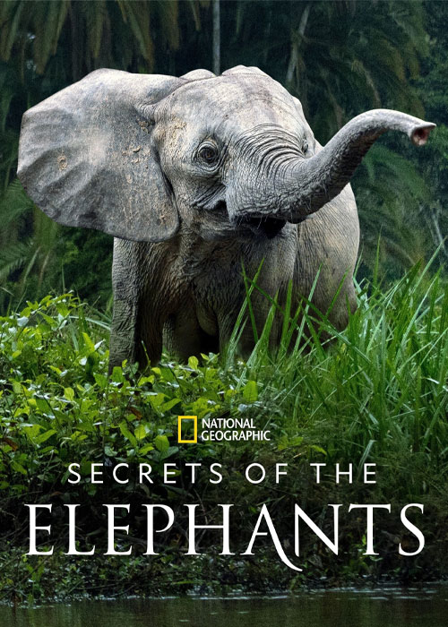 دانلود مستند اسرار فیل ها با زیرنویس فارسی Secrets of the Elephants 2023