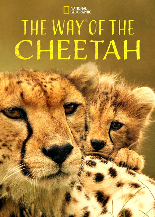دانلود مستند روش چیتا با زیرنویس فارسی The Way of the Cheetah 2022