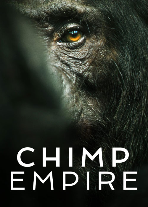 دانلود مستند امپراتوری شامپانزه ها با زیرنویس فارسی Chimp Empire 2023