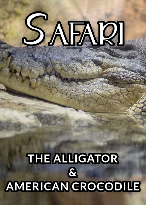 دانلود رایگان مستند Safari: The Alligator and American Crocodile 1996